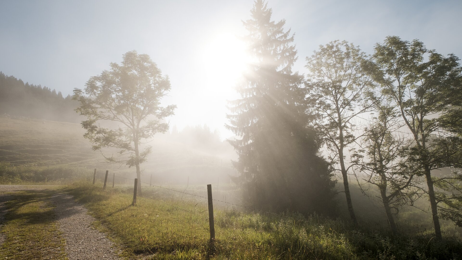 Gemeinsame Wanderung im Chiemgau | © DAV/Hans Herbig Bäume im Nebel, die ersten Sonnenstrahlen scheinen hindurch | © DAV/Hans Herbig