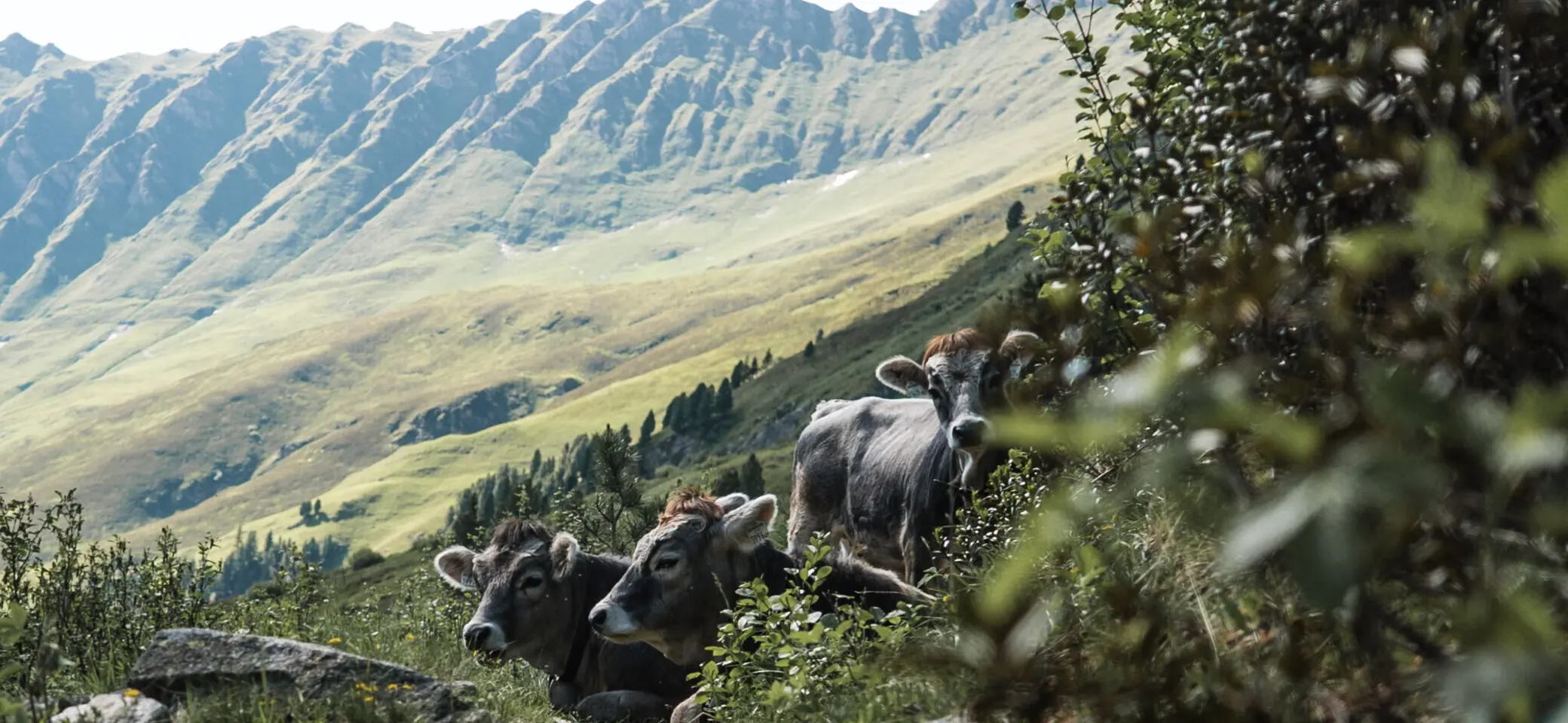 Naturimpression in den Bergen | © DAV/Marcel Dambon