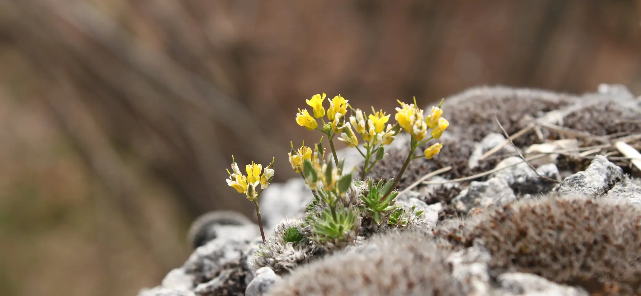 Pflanzen in den Bergen: der Alpenwundklee | © DAV/Steffen Reich